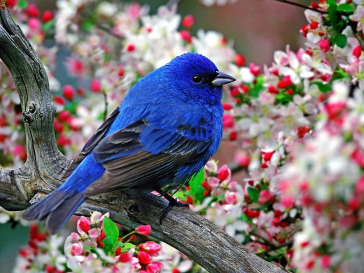 Birds 3, short beak blue and black bird, Animals, Birds, wallpapers, HD wallpaper