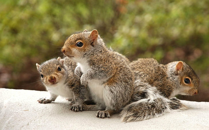 Squirrels HD, three brown and gray squirrels, animals, squirrels, HD wallpaper