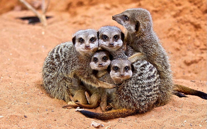 Meerkats, Family, Cubs, Hugs, HD wallpaper
