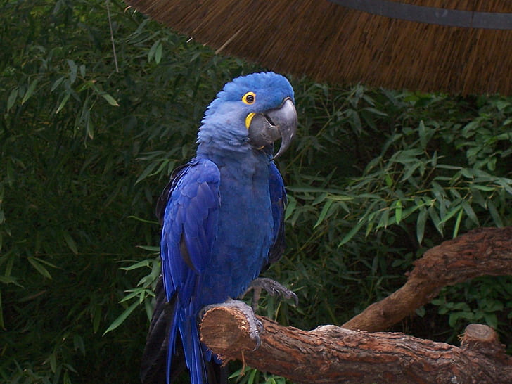 Гиацинт ара, животные, синий, ара, красиво, птица, животное, HD обои