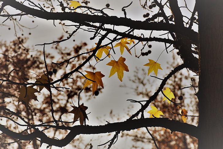 ramo, alberi, caduta, foglie, Sfondo HD