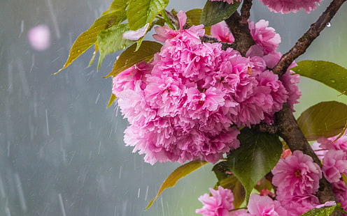 дъжд, Сакура, цъфтеж през пролетта, HD тапет HD wallpaper