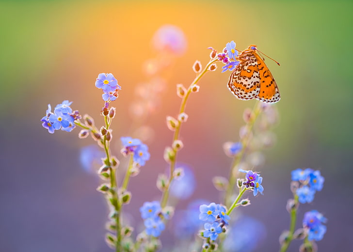 motyl, owad, niebieskie kwiaty, Tapety HD
