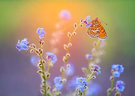 mariposa, insecto, flores azules, Fondo de pantalla HD HD wallpaper