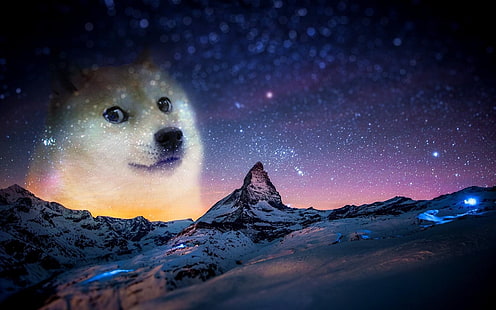 djur, Doge, Memes, natt, snö, HD tapet HD wallpaper