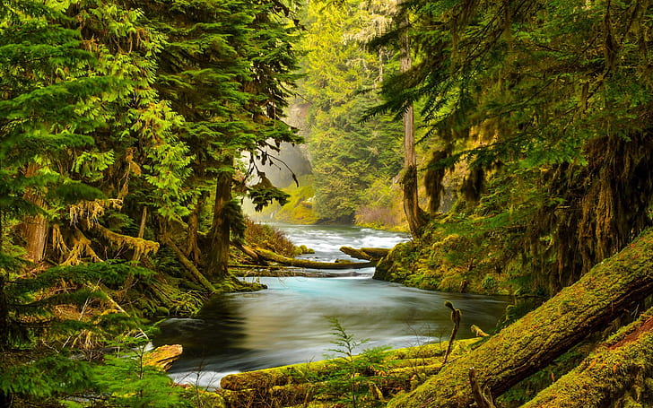 McKenzie River, Oregon, forest, trees, moss, McKenzie, River, Oregon, Forest, Trees, Moss, HD wallpaper