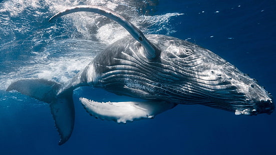вода, морское млекопитающее, морская биология, кит, горбатый кит, море, океан, стенелла, подводный, HD обои HD wallpaper