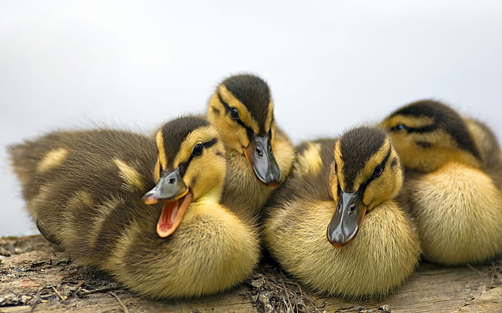 Ducklings close-up, Ducklings, HD wallpaper