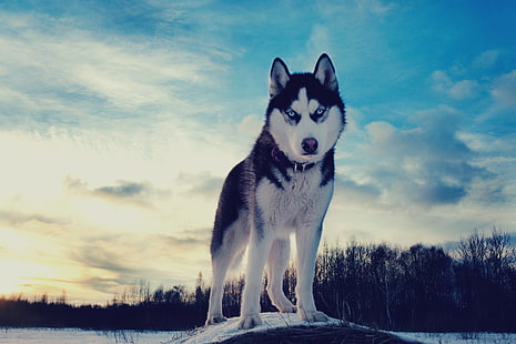 cão branco e preto de pêlo curto, Husky Siberiano, cachorro, animais, HD papel de parede HD wallpaper