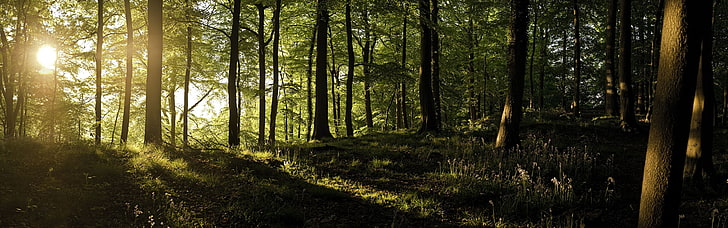 brun och svart träd kamouflage campingstol, skog, solljus, träd, HD tapet