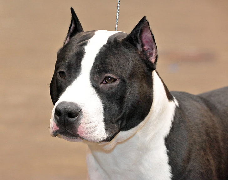pies krótkowłosy biało-czarny, staffordshire terrier, pies, kaganiec, Tapety HD