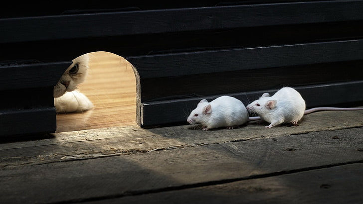 two white mice, animals, cat, waiting, wood, wooden surface, pet, lights, shadow, rats, macro, hunting, white, mice, HD wallpaper