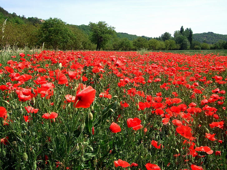 *** Meadow Of Poppies ***, makow, natura, laka, kwiaty, nature and landscapes, HD wallpaper