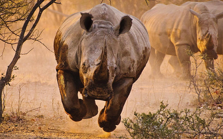 носорог, животни, носорог, савана, пустиня, природа, HD тапет