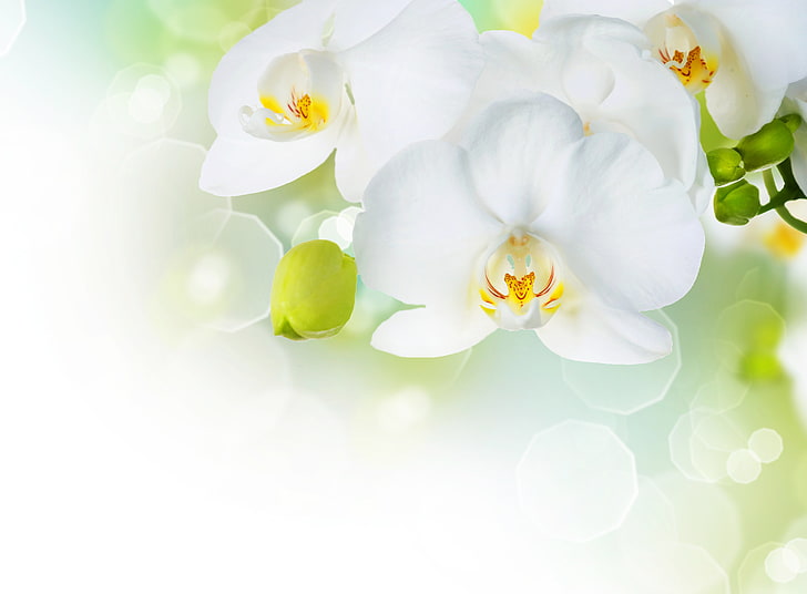 white petaled flowers, flowers, tenderness, beauty, petals, white, orchids, buds, Orchid, Phalaenopsis, branch, HD wallpaper