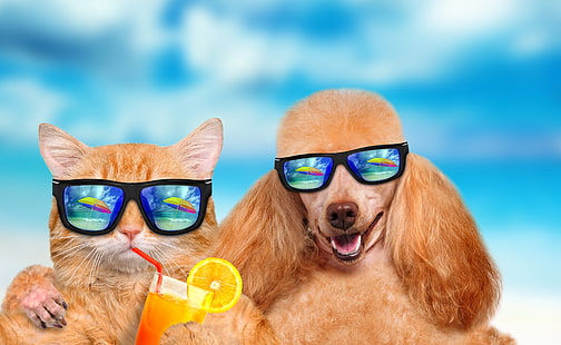 summer, cat, dog, vacation, HD wallpaper HD wallpaper