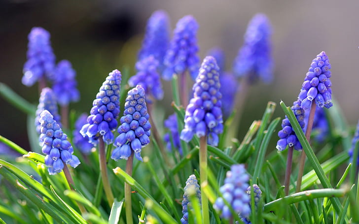 Muscari Bulbous Plants Originating In Eurasia Blue Flowers In The Shape Of Urns Similar To The Bunches Hd Wallpaper 3840×2400, HD wallpaper