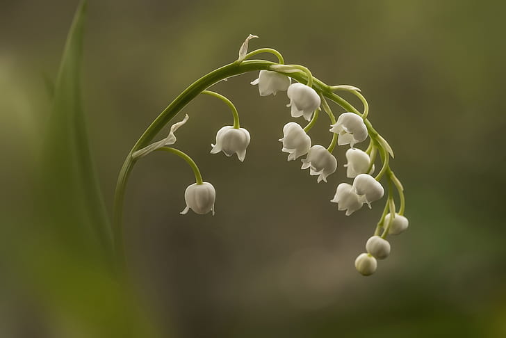 flower, macro, Lily of the valley, HD wallpaper