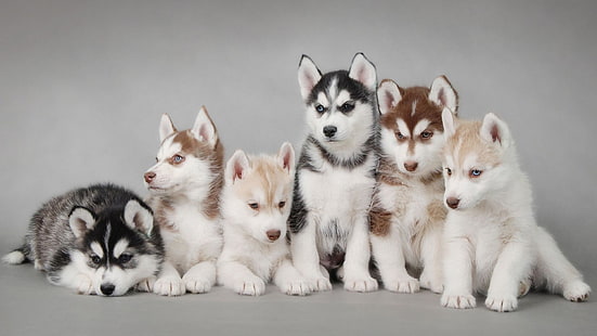 Filhote de cachorro husky siberiano, cão, husky siberiano, filhotes, animais, HD papel de parede HD wallpaper