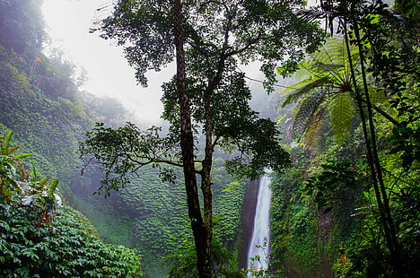 las, dżungla, natura, tropikalne lasy deszczowe, tropikalny, wodospad, obrazy z domeny publicznej, Tapety HD HD wallpaper
