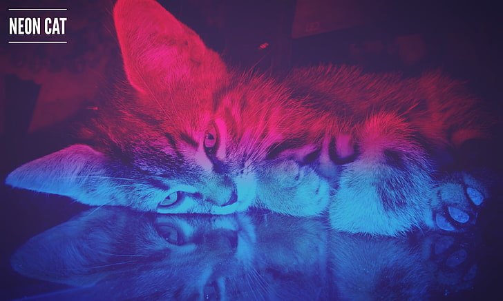 kucing abu-abu, kucing, neon, cyan, pink, hewan, ungu, biru, Wallpaper HD