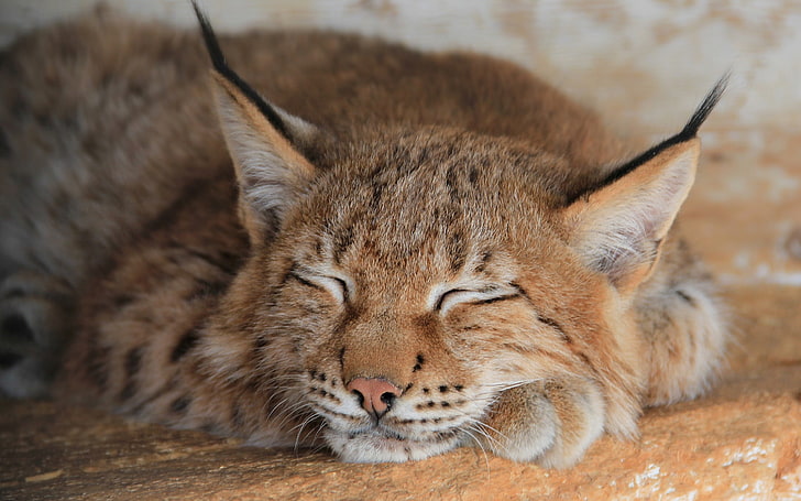แมวป่าชนิดหนึ่งสีส้มคมนอนหลับนักล่าใบหน้าแมวตัวใหญ่, วอลล์เปเปอร์ HD