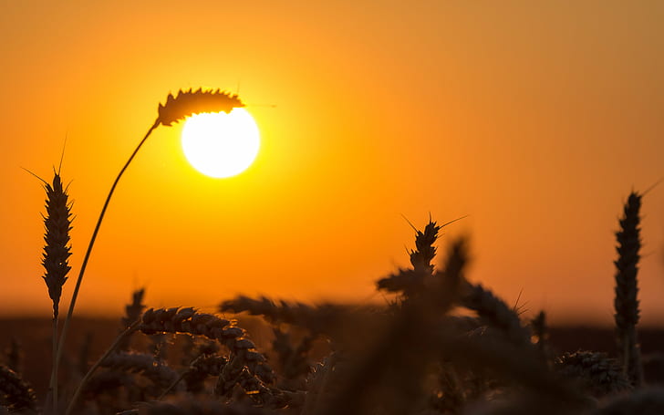 silueta de hierba con fotografía de sol, naturaleza, puesta de sol, verano, luz solar, sol, planta, amanecer - amanecer, al aire libre, amarillo, Fondo de pantalla HD