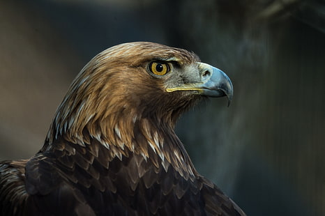 águila marrón, águila, pájaro, pico, depredador, mira, Fondo de pantalla HD HD wallpaper