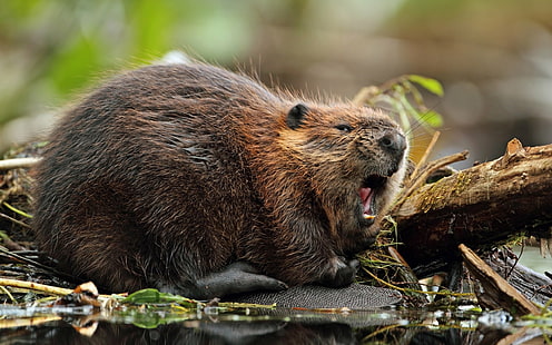 Beaver, Castor, Rodent, HD wallpaper HD wallpaper