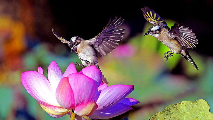 Pájaros, pájaro, lindo, borroso, pajarito, amontonarse, Fondo de pantalla  HD | Wallpaperbetter