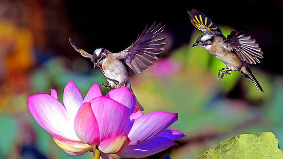 oiseau, flore, faune, faune, lotus, fleur, passereau, mignon, battant, oiseaux, aile, petit oiseau, fleur rose, Fond d'écran HD HD wallpaper