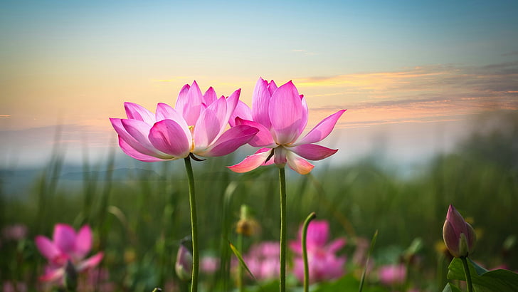 flower, sunrise, lotus, lotus flower, nature, beautiful, HD wallpaper