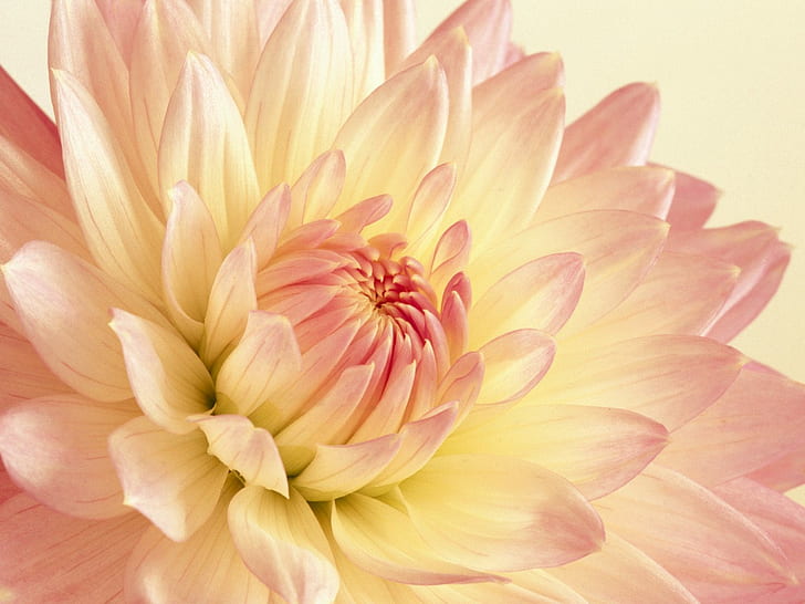 Pale Pink and Yellow Dahlia HD, pink and yellow dahlia flower, flowers, pink, yellow, and, dahlia, pale, HD wallpaper