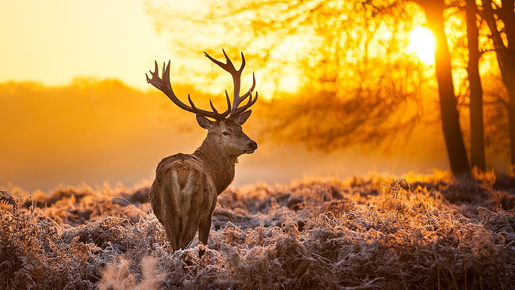 ciervo marrón, naturaleza, animales, árboles, puesta de sol, venado, Fondo de pantalla HD