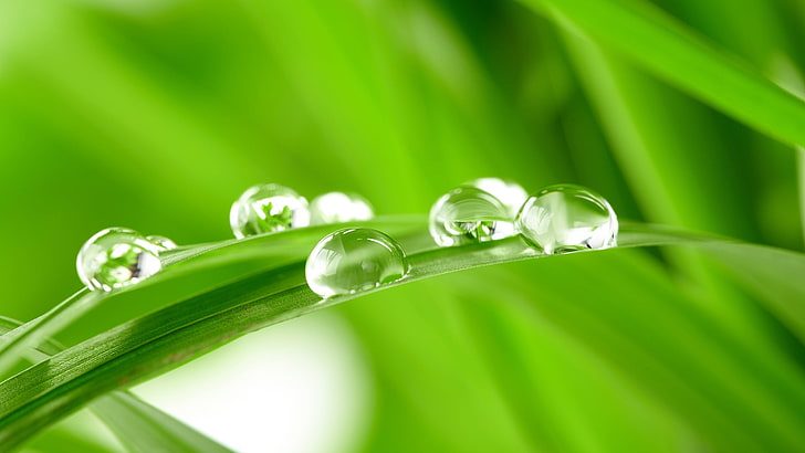 photography of dews, grass, dew, drops, background, HD wallpaper