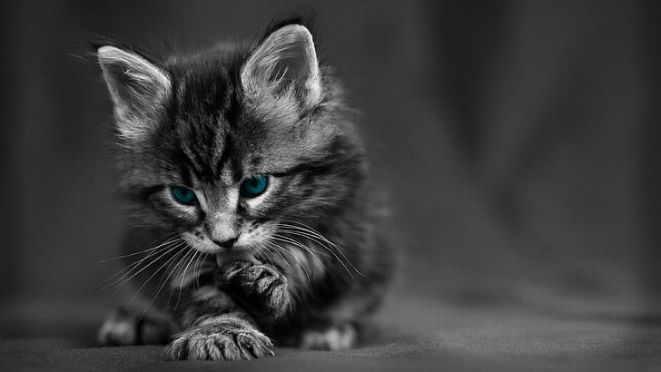 uroczy kot, kotek, czarno-biały, kot, wąsy, pręgowany kot, krótkowłosy kot domowy, kotek, niebieskie oczy, monochromatyczny, monochromatyczna fotografia, kotek, kot domowy, kotek, uroczy, Tapety HD