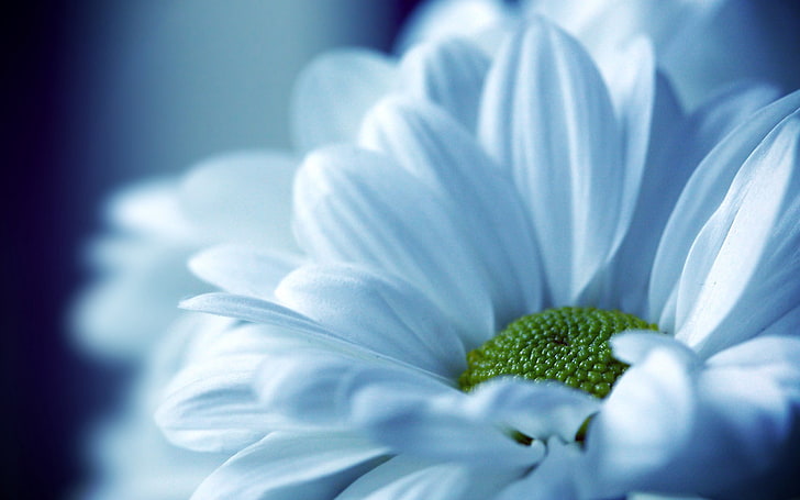 putih daisy gerbera bunga, bunga, kelopak, cahaya, indah, Wallpaper HD