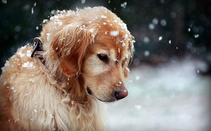 golden retriever adulto, perro, nieve, golden retriever, animales, Fondo de pantalla HD