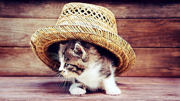 сламена шапка, шапка, котка, коте, коте, HD тапет
