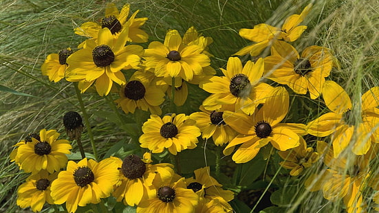 *** Yellow Rudbeckia ***, rudbekia, natura, kwiaty, zolta, alam, dan bentang alam, Wallpaper HD HD wallpaper