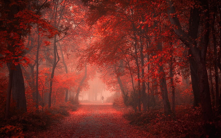 nature, landscape, park, road, fall, red, leaves, mist, shrubs, walking, morning, trees, HD wallpaper