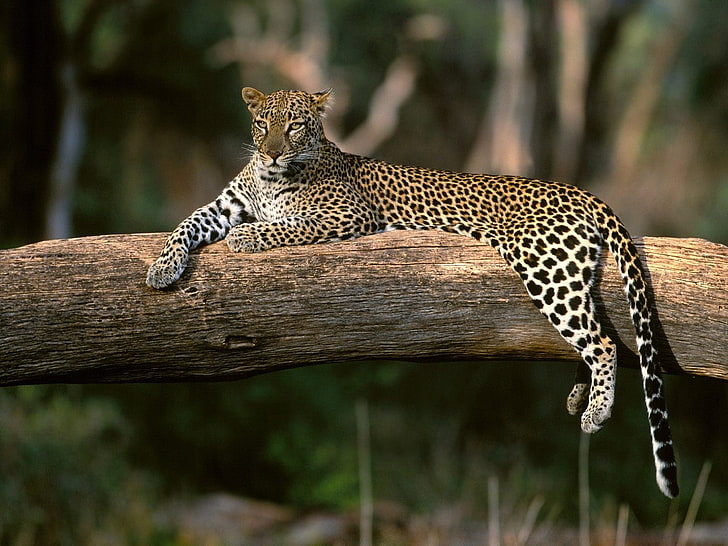 леопард на бревне, леопард, лес, пух, большая кошка, хищник, HD обои