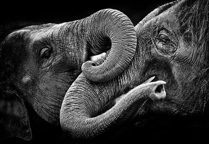 elefant, djur, svartvit, HD tapet