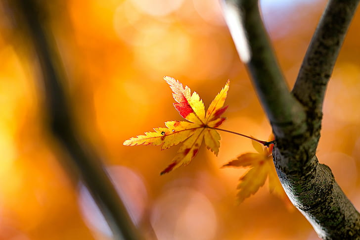 жълто оцветено кленово листо макро снимка, жълто, цветно, кленово листо, макро, снимка, Canon EOS, есенно листо, природа, растение, червено, Kawagoeshi, Saitama ЯПОНИЯ, 日本, листо, дърво, клон, сезон, на открито, есен, гора , пролет, красота в природата, HD тапет