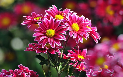Amarillas, Flores, Naturaleza, Rosas, HD-Hintergrundbild HD wallpaper
