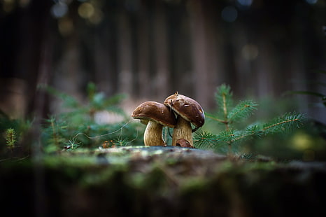 Natur, Hintergrund, Pilze, HD-Hintergrundbild HD wallpaper