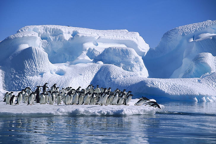 Adelie-penguen, penguen sürüsü, penguen, antarktika, hayvanlar, HD masaüstü duvar kağıdı