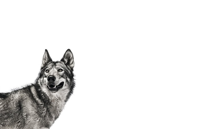 серый и черный волк, зверек, волк, HD обои