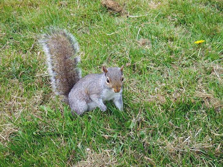 scoiattolo marrone, scoiattolo, erba, camminare, giocoso, Sfondo HD