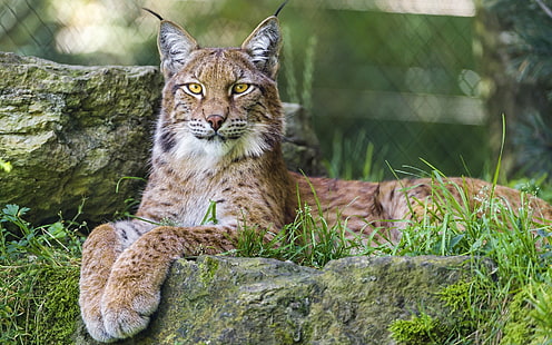 alam, hewan, lynx, kucing besar, Wallpaper HD HD wallpaper